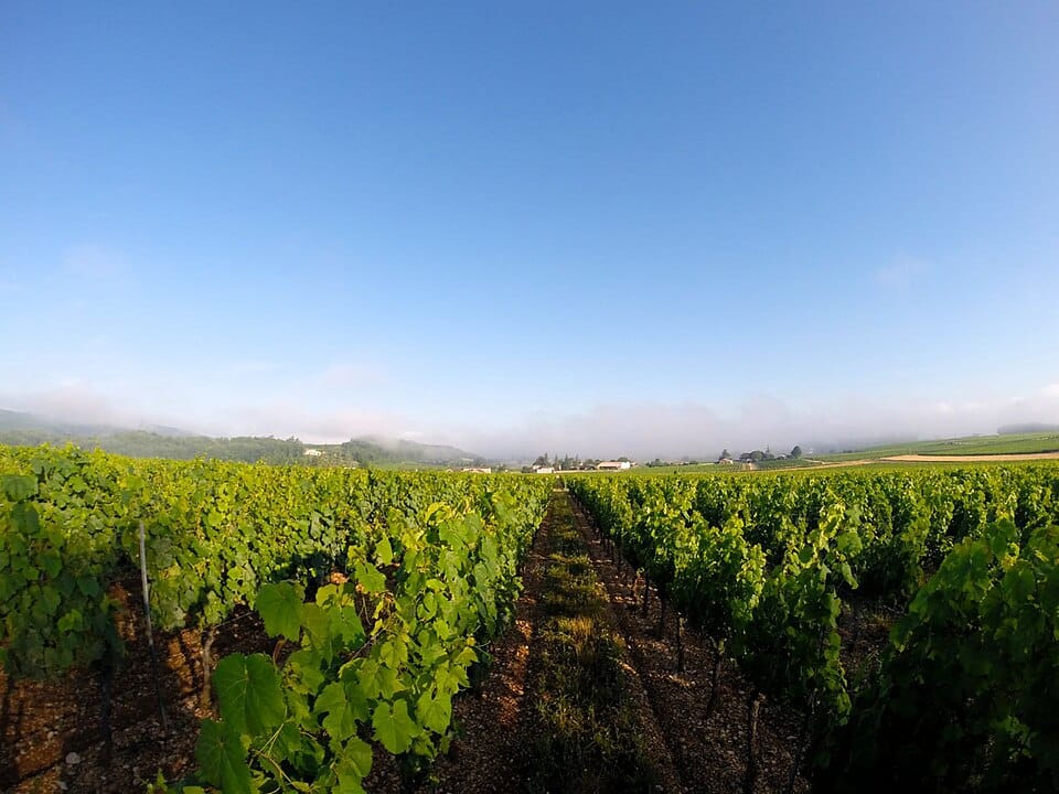 Vineyards of the Cahors AOC