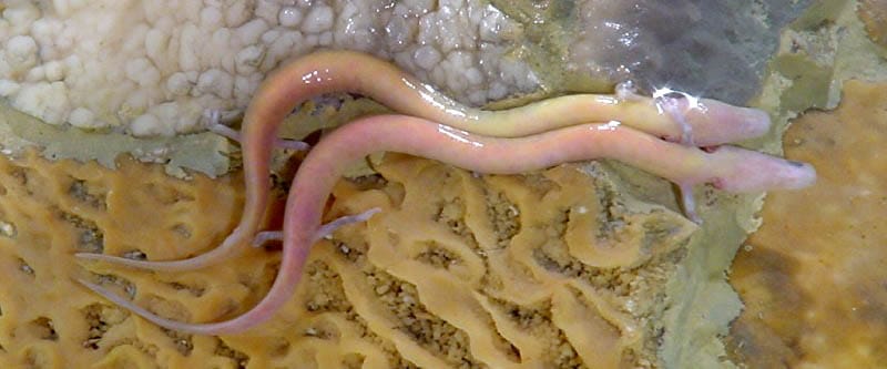 Proteus Vivarium